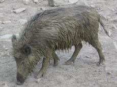 Wildschwein2.JPG